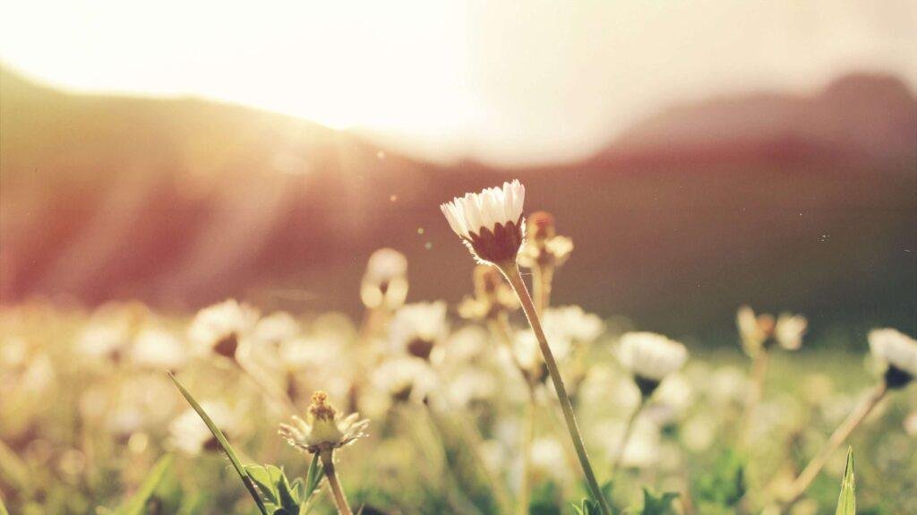 spring season